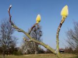 Magnolia denudata. Ветка с бутонами и покоящимися почками. Германия, г. Дюссельдорф, Ботанический сад университета. 10.03.2014.