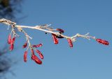 Berberis vulgaris