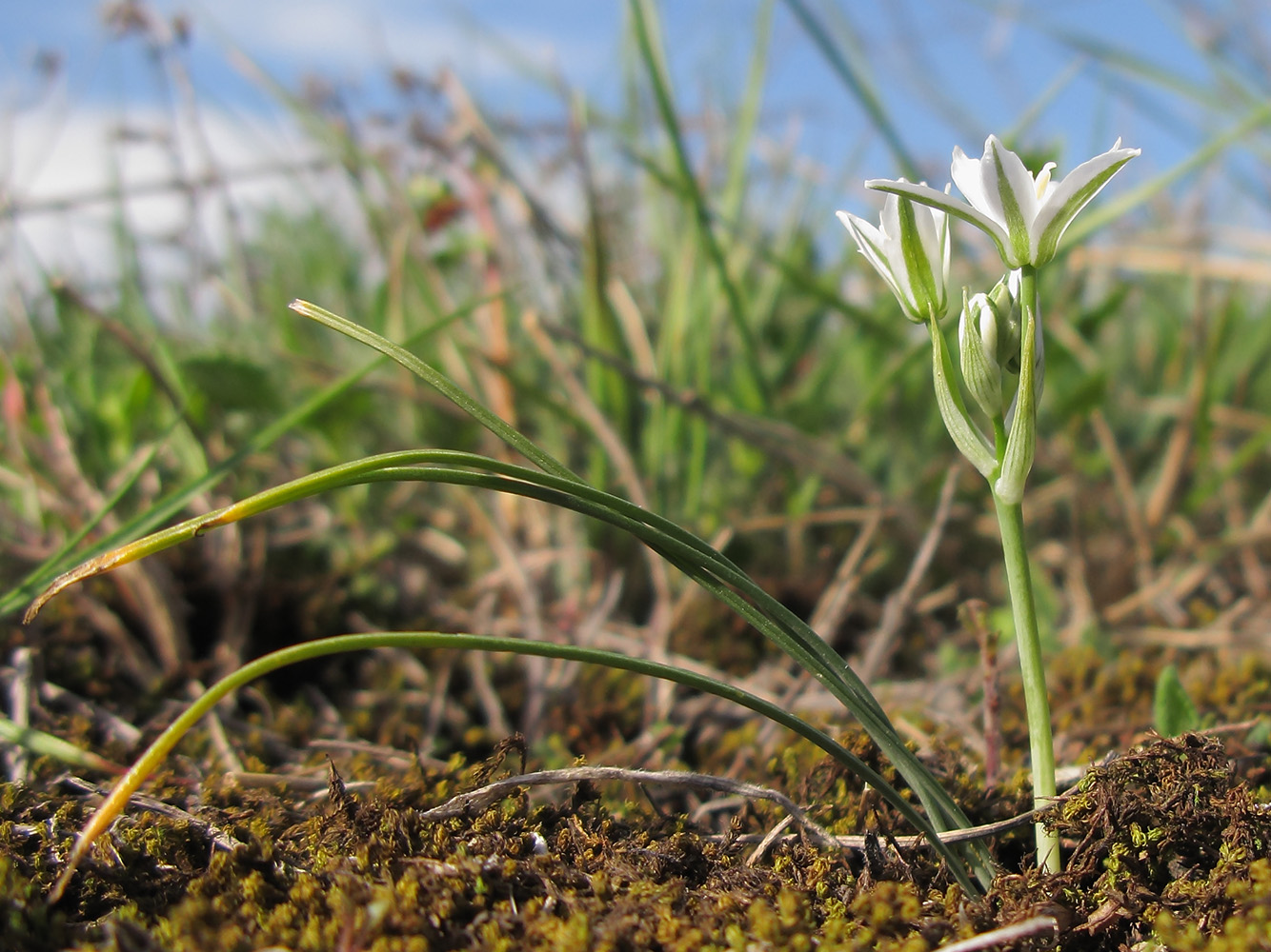 Изображение особи Ornithogalum navaschinii.