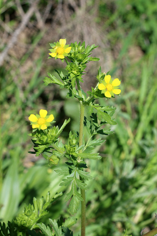 Image of Potentilla supina specimen.