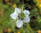 Nigella damascena