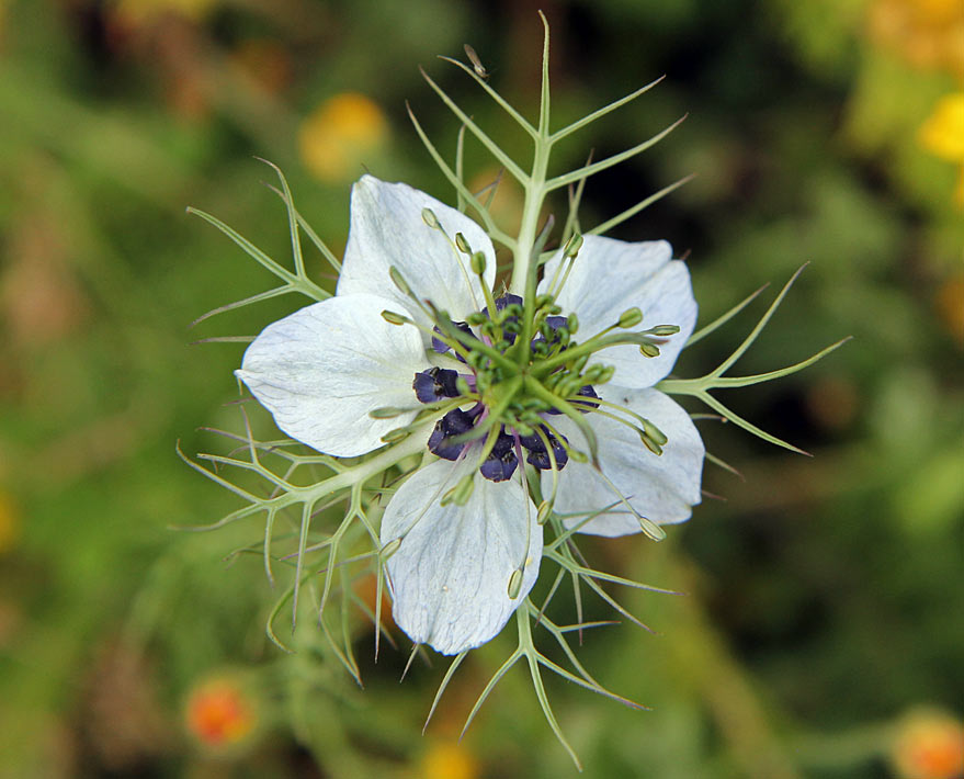 Изображение особи Nigella damascena.