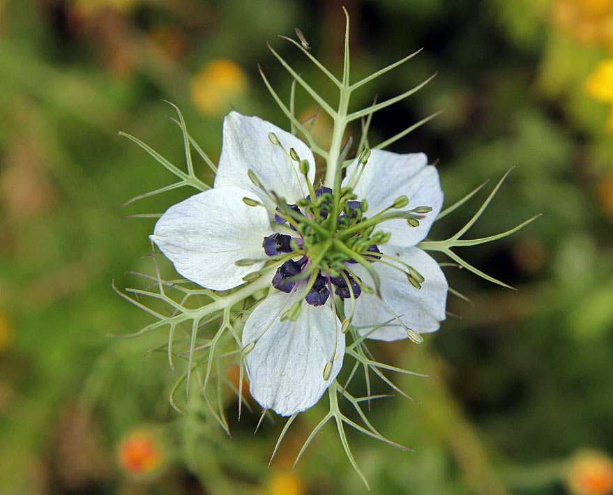 Изображение особи Nigella damascena.