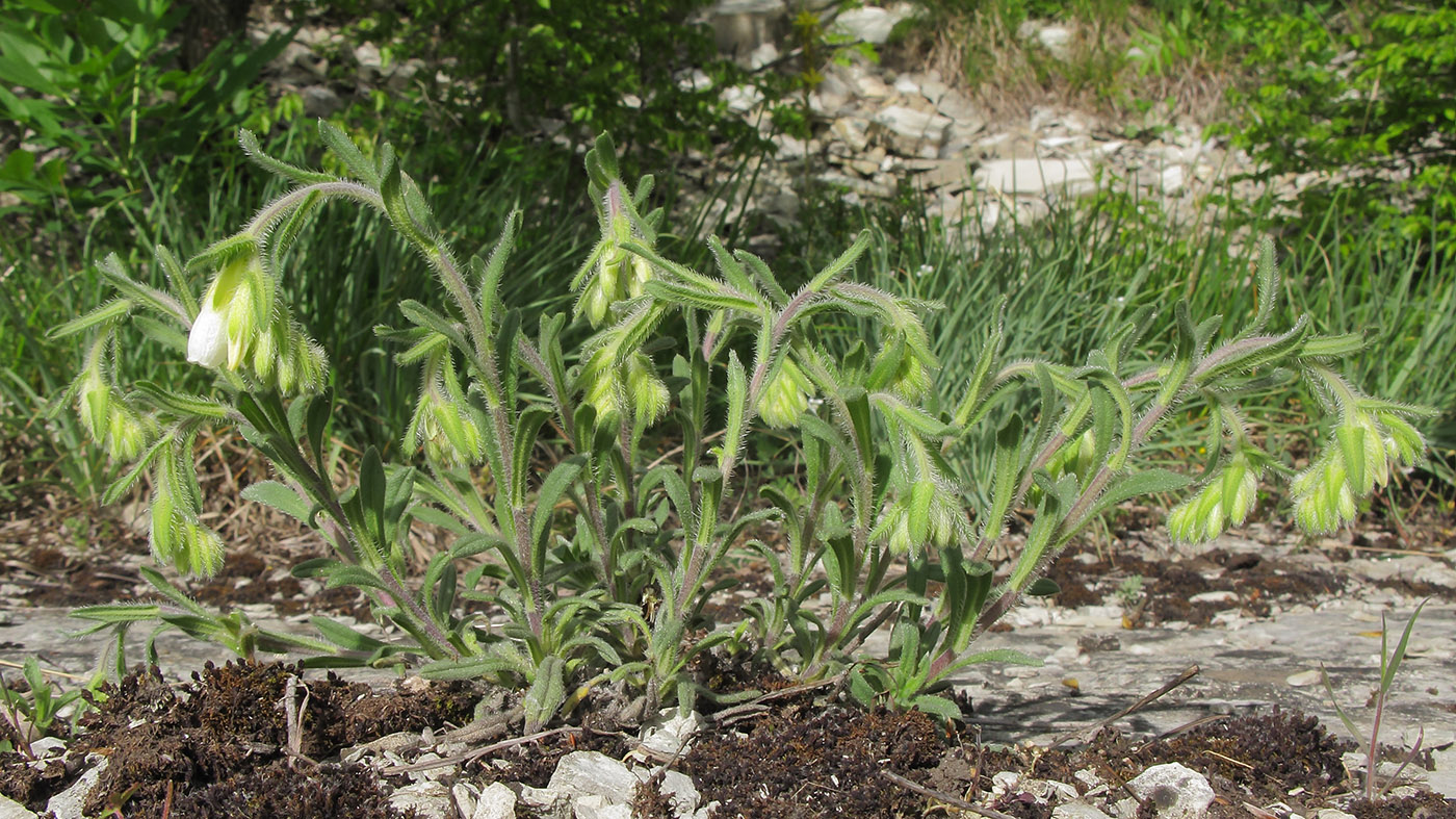 Изображение особи Onosma montana.