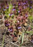 Glechoma hederacea. Цветущие растения. Красноярский край, окр. г. Красноярска, садовый участок. 01.06.2014.