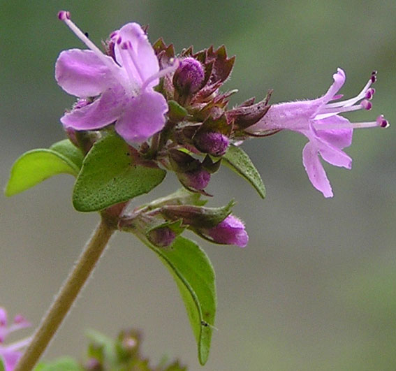 Image of Thymus komarovii specimen.