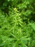 Galium aparine. Верхушка цветущего побега. Ставропольский край, г. Кисловодск, Крестовая гора, на территории санатория им. М. Горького, по сорным местам, в кустах. 24.05.2014.