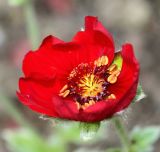Potentilla argyrophylla variety atrosanguinea. Цветок. Германия, г. Дюссельдорф, Ботанический сад университета. 02.06.2014.