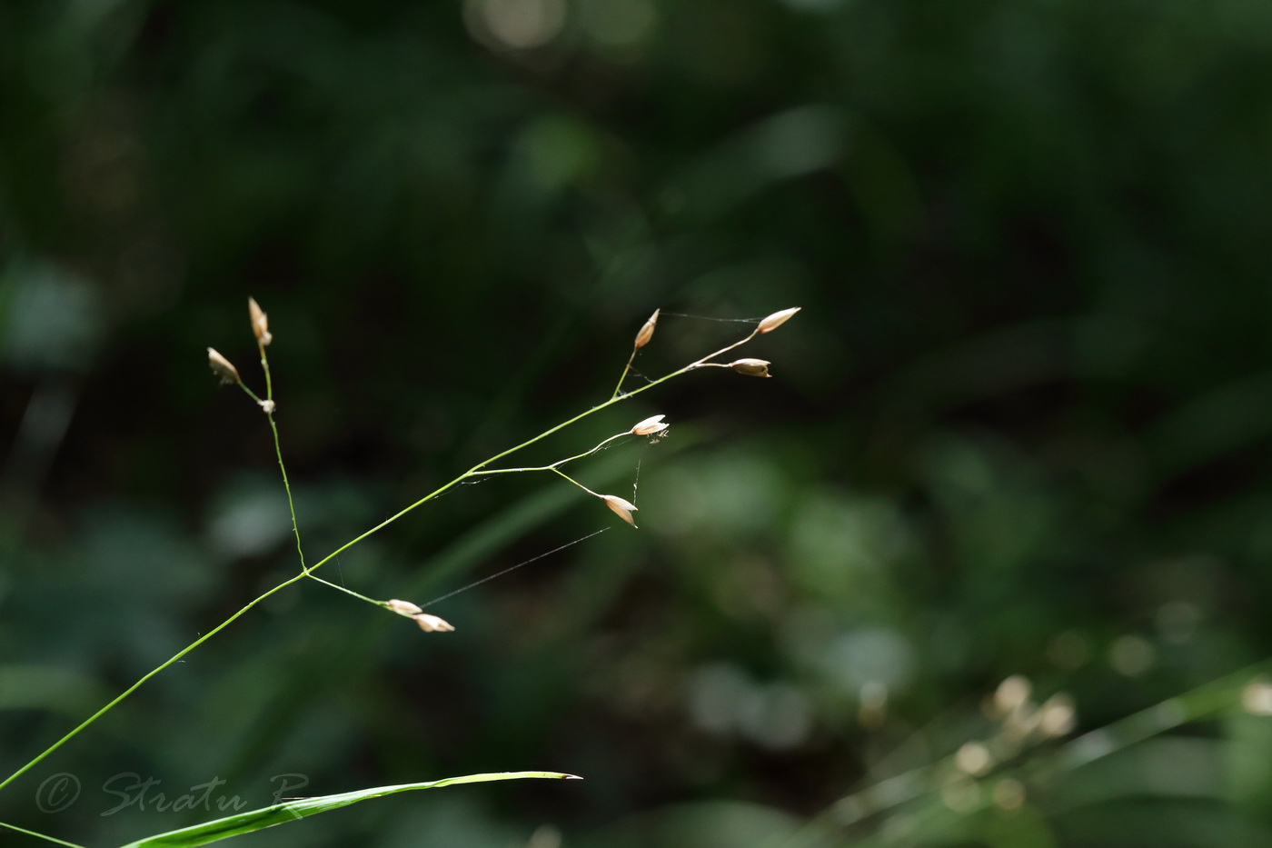Изображение особи Melica uniflora.