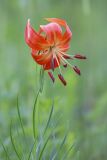 Lilium pumilum