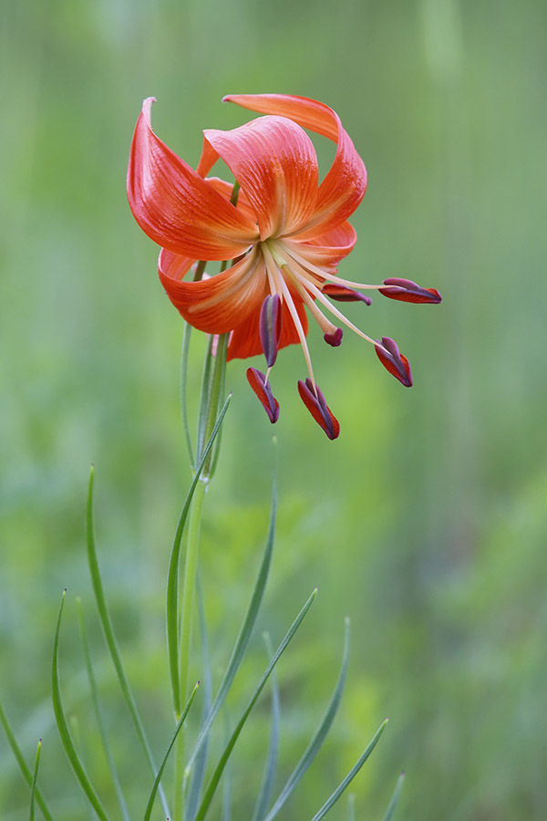 Изображение особи Lilium pumilum.