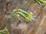 Silene pseudoholopetala