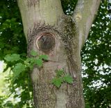 Acer tataricum