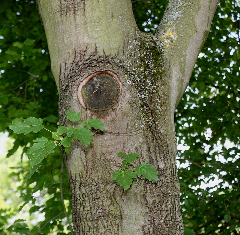 Image of Acer tataricum specimen.