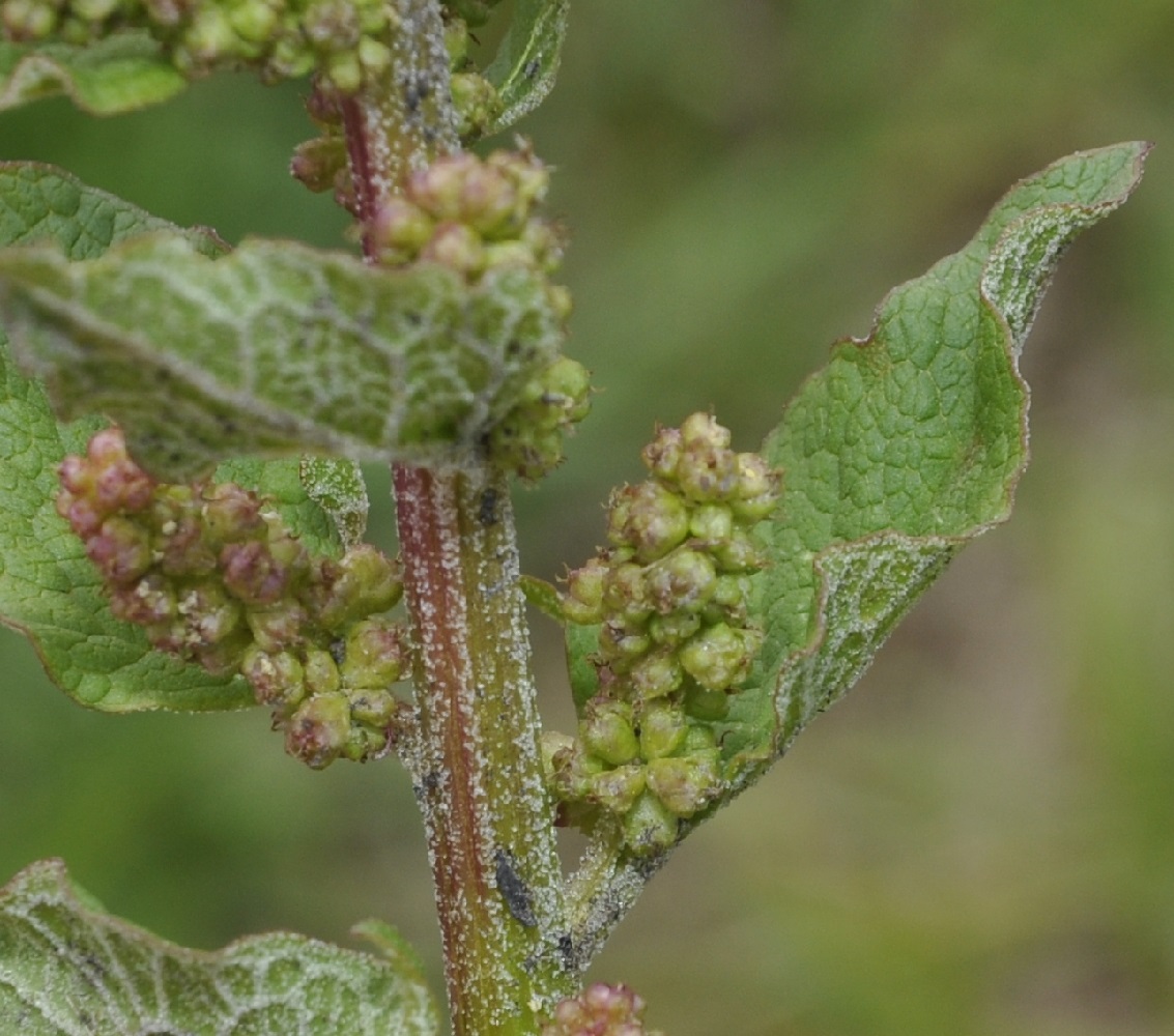 Image of Blitum bonus-henricus specimen.