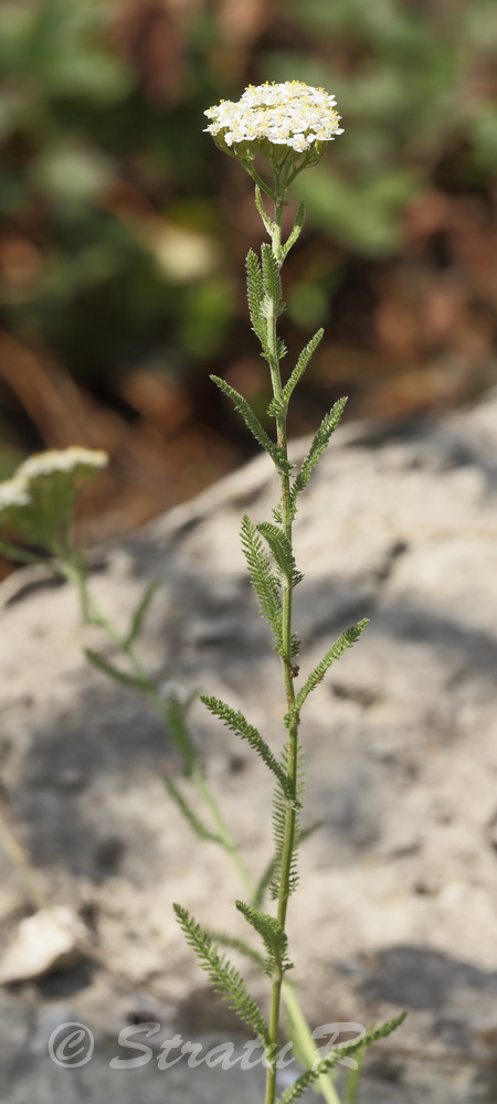 Изображение особи род Achillea.