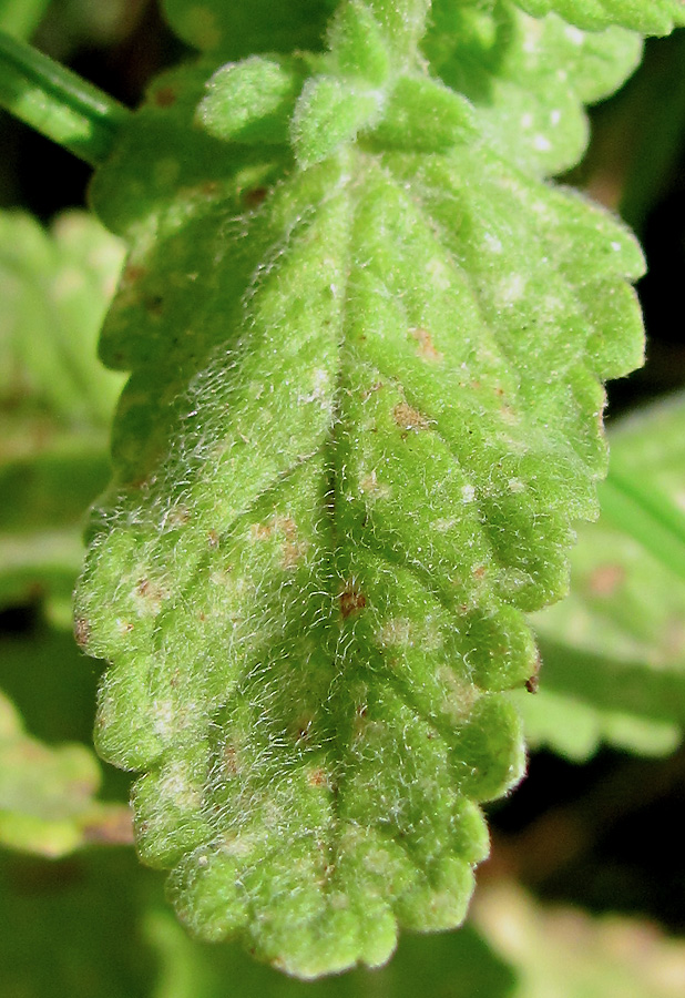 Изображение особи Teucrium scordioides.