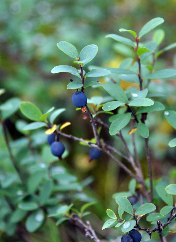 Image of Vaccinium uliginosum specimen.
