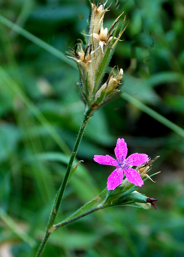 Image of Dianthus armeria specimen.