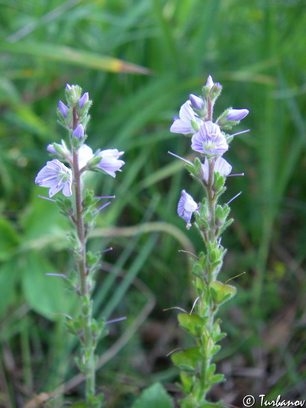 Изображение особи Veronica officinalis.