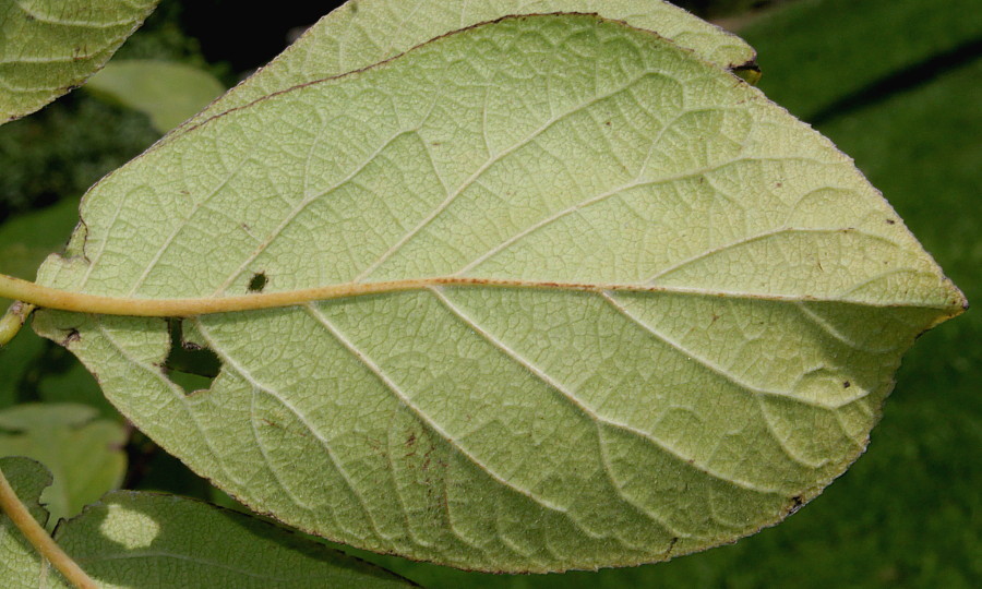 Image of Ehretia bakeri specimen.