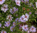 Symphyotrichum cordifolium. Соцветия в каплях росы ('Blue Heaven'). Германия, г. Крефельд, Ботанический сад. 06.09.2014.