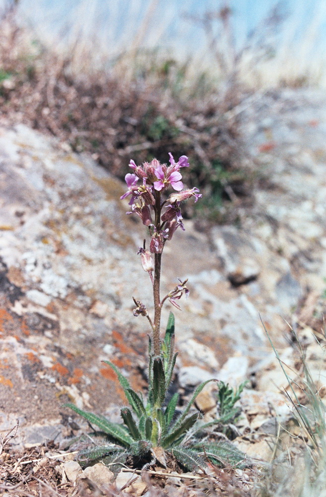 Image of Parrya hispida specimen.