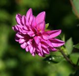 genus Dahlia