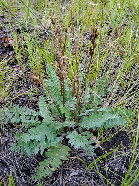 Изображение особи Oxytropis argentata.