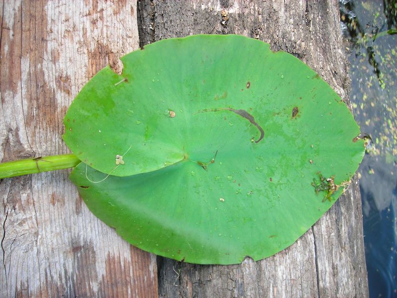 Image of Nuphar lutea specimen.