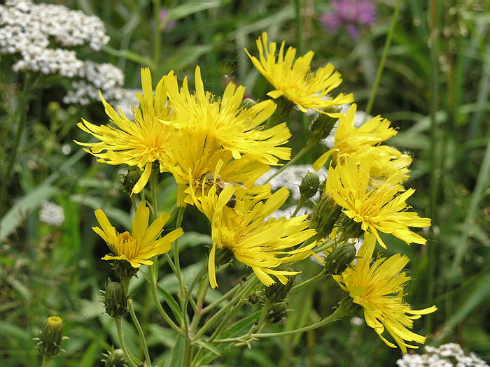 Изображение особи Hieracium umbellatum.