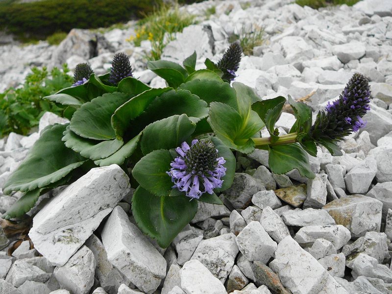 Изображение особи Lagotis glauca.