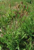 Poterium polygamum