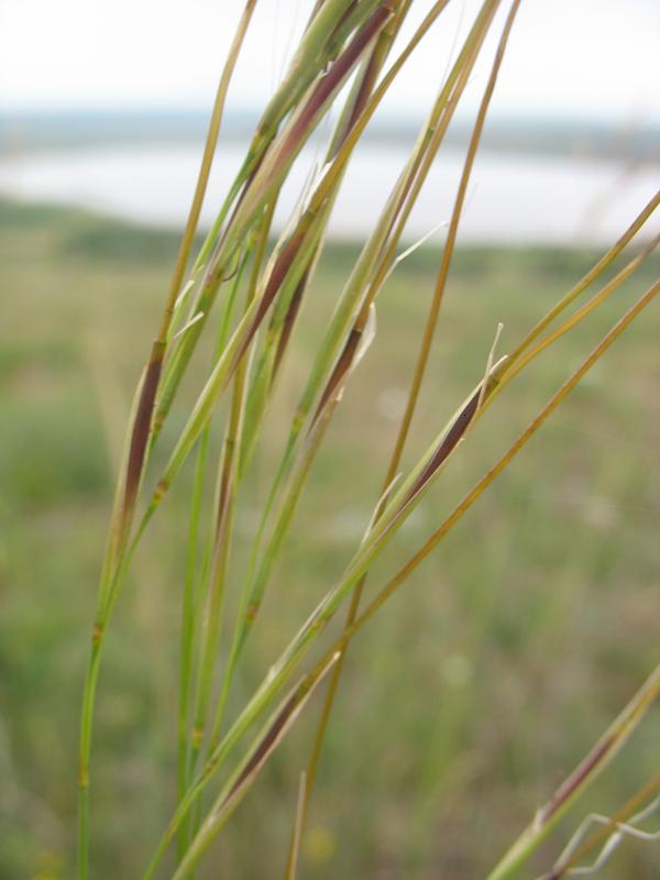 Изображение особи Stipa anomala.