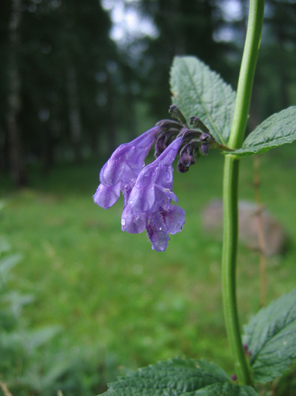 Image of Nepeta sibirica specimen.