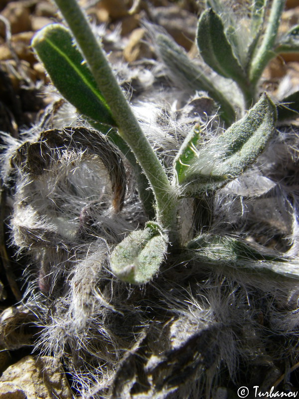 Image of genus Pilosella specimen.