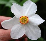 Narcissus poeticus