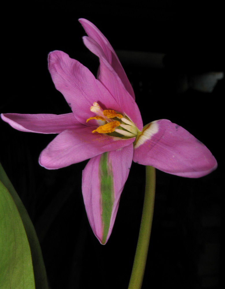 Image of Erythronium sajanense var. smaragdinum specimen.