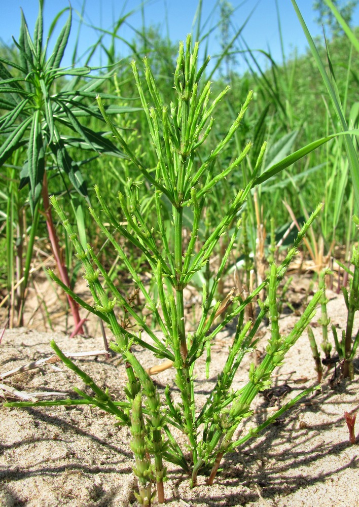 Image of Equisetum arvense specimen.