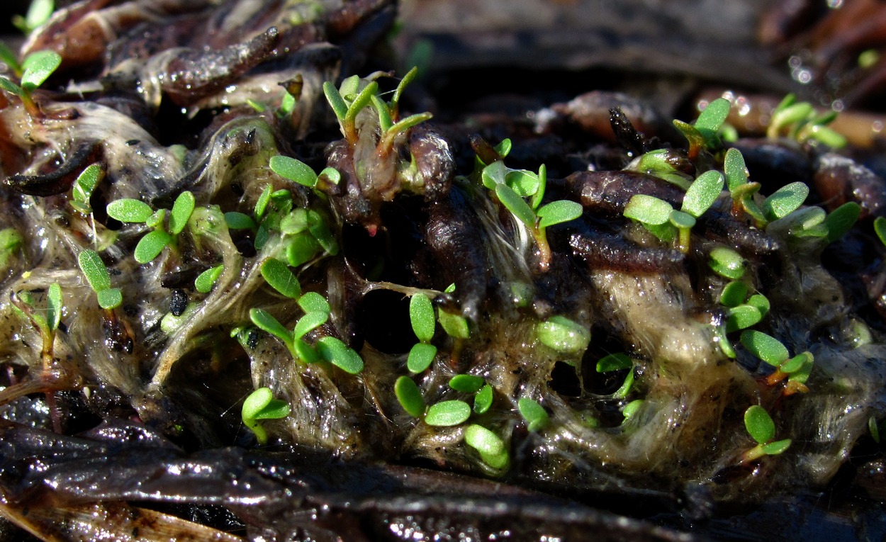 Image of Salix pentandra specimen.