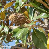 Magnolia grandiflora. Побег с созревающим плодом. Черногория, г. Котор, площадь перед Старым Городом, в культуре. 09.10.2014.