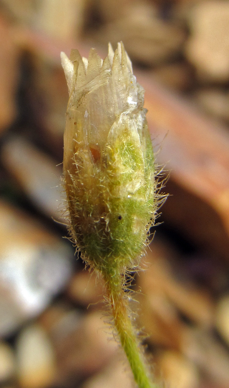 Image of Cerastium aleuticum specimen.