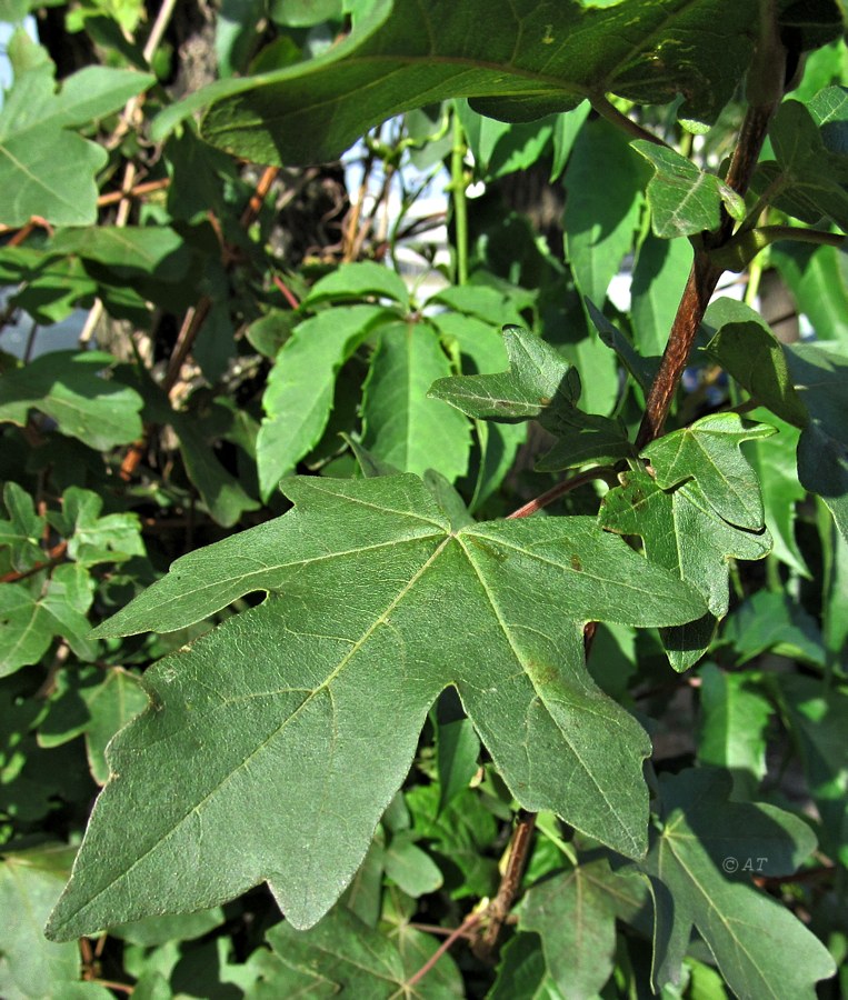 Image of Acer campestre specimen.