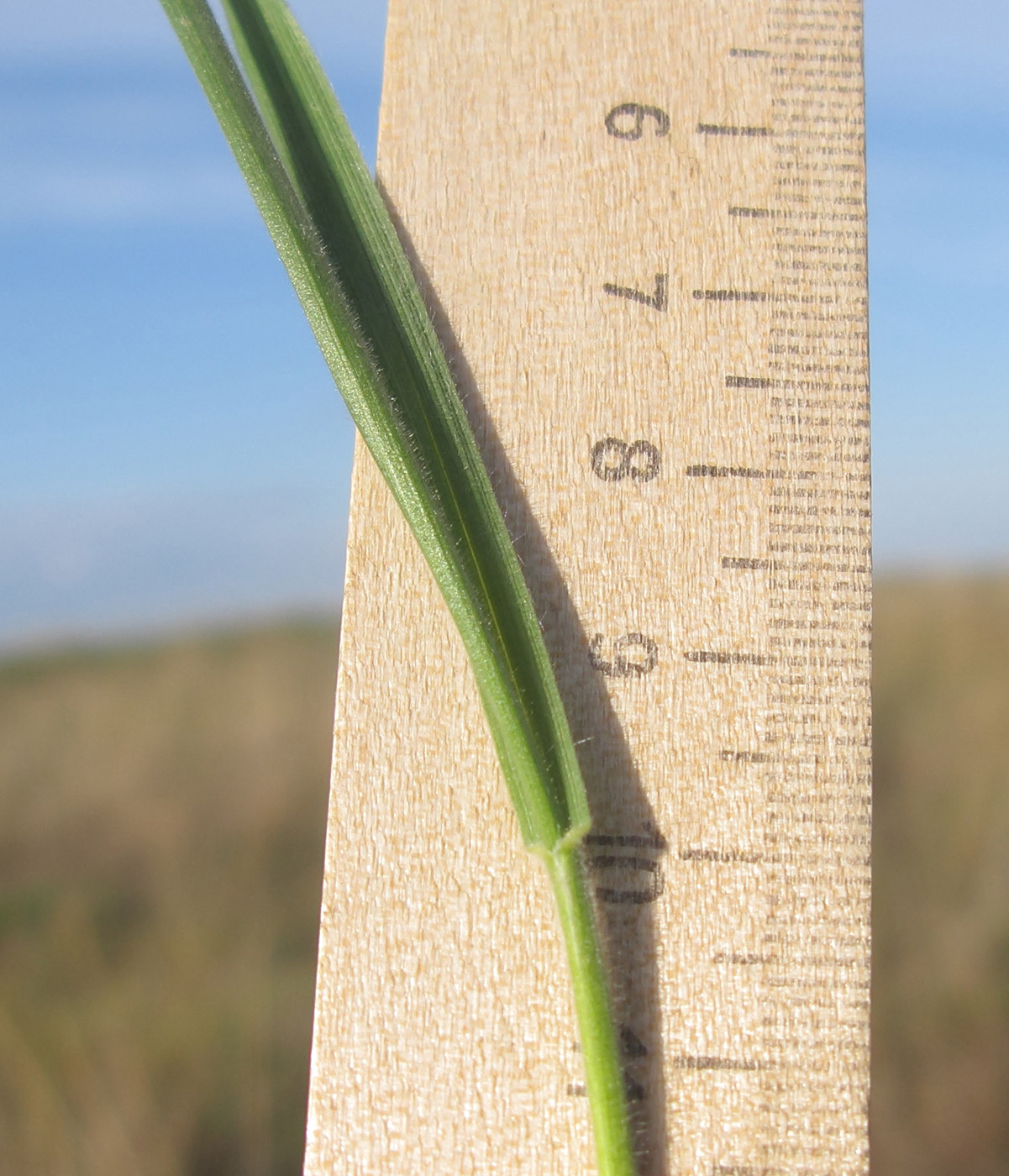 Изображение особи Agropyron pectinatum.