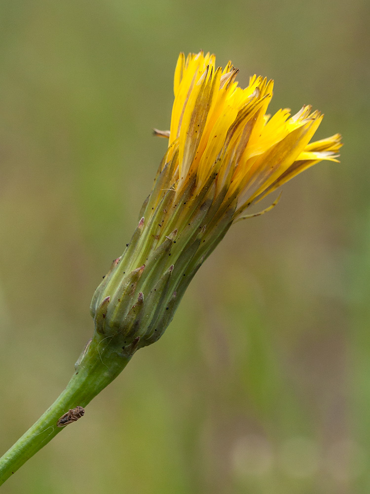 Изображение особи Hypochaeris radicata.