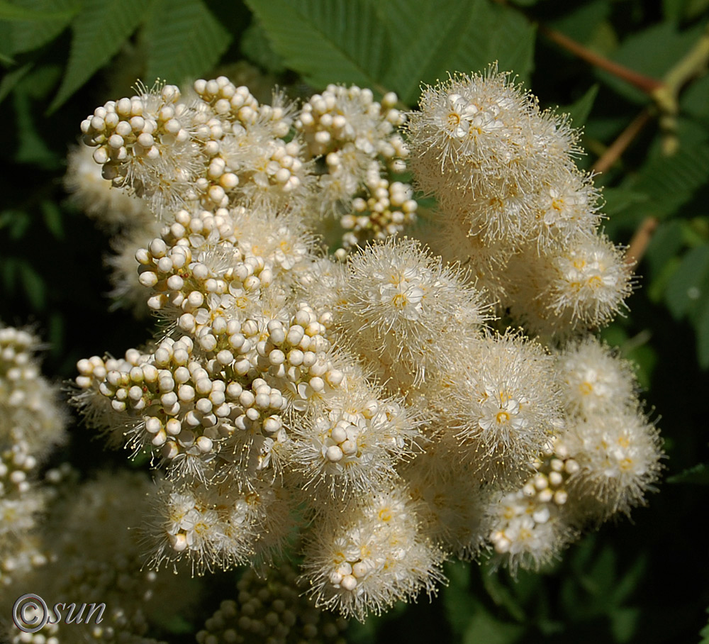 Image of Sorbaria sorbifolia specimen.
