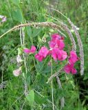 Lathyrus tuberosus