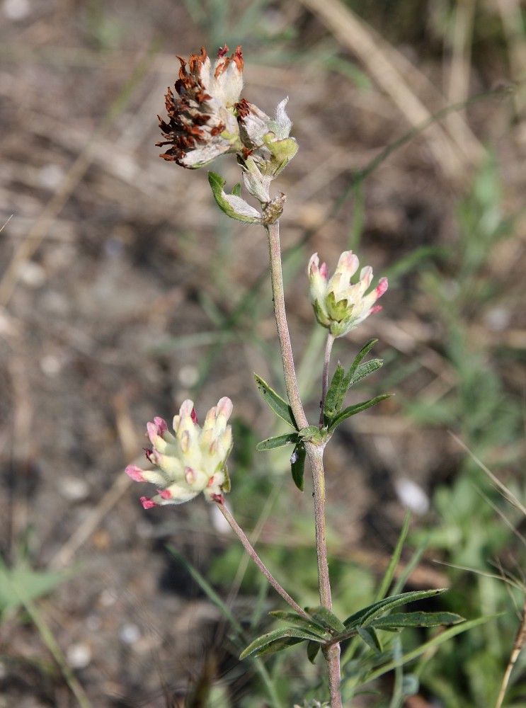 Image of Anthyllis taurica specimen.