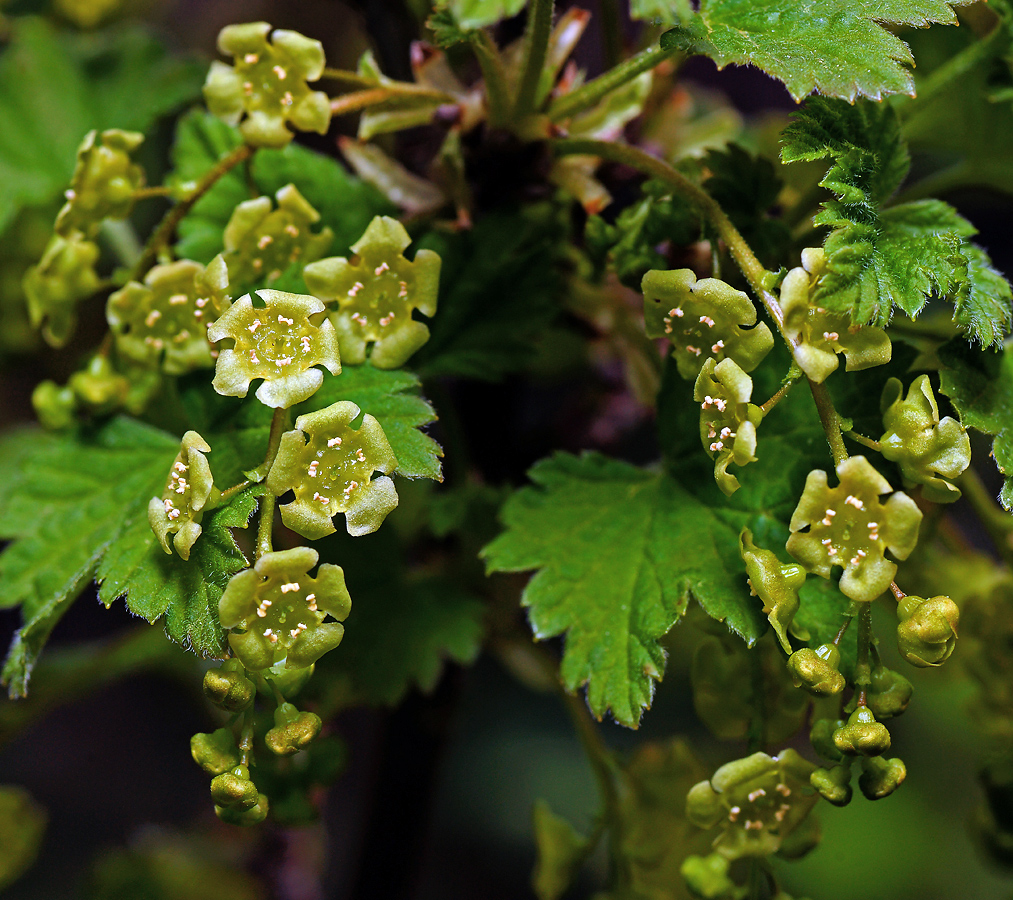 Image of Ribes rubrum specimen.