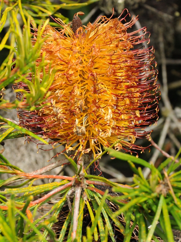 Image of Banksia spinulosa specimen.